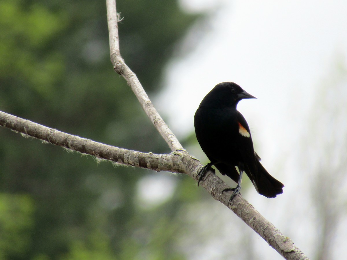 Red-winged Blackbird - Adrienne Burn