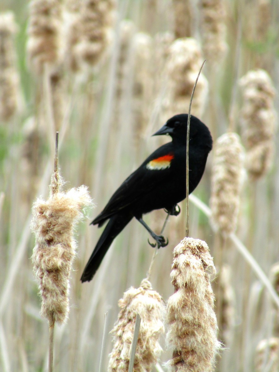 Red-winged Blackbird - Adrienne Burn