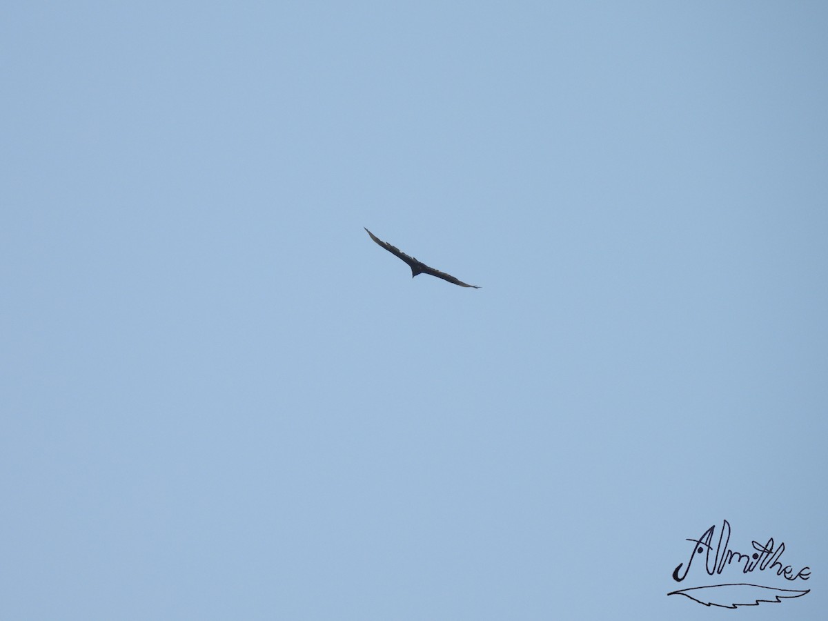 Turkey Vulture - ML619360647