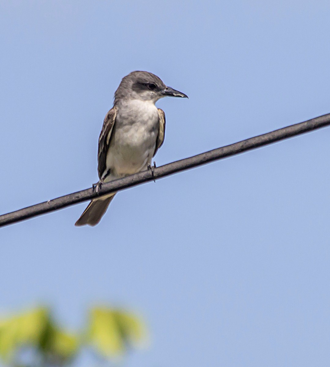 Gray Kingbird - Michel M.Izquierdo