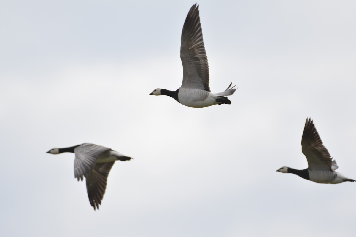 Barnacle Goose - Pep Cantó