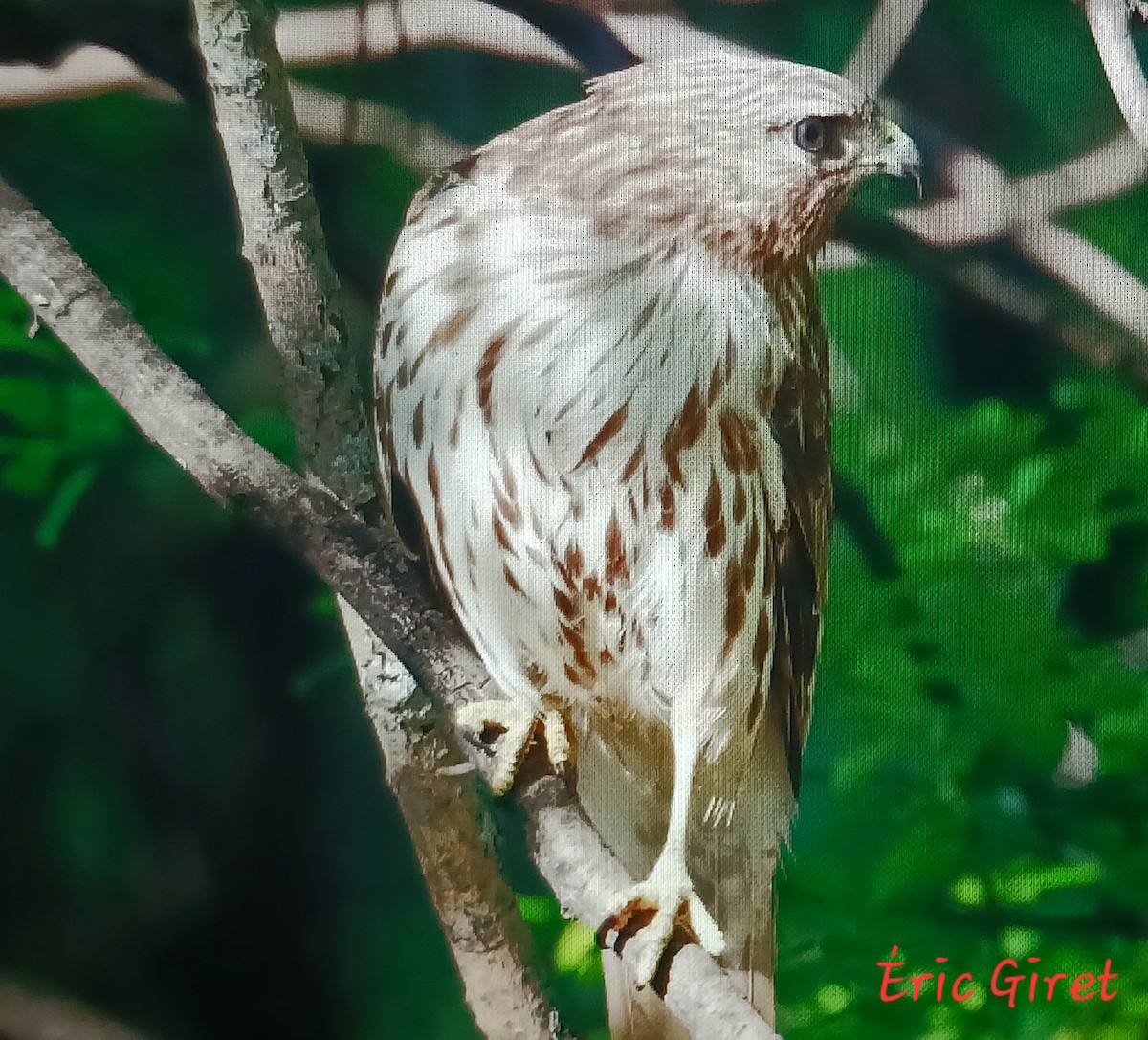 Red-tailed Hawk - Éric giret
