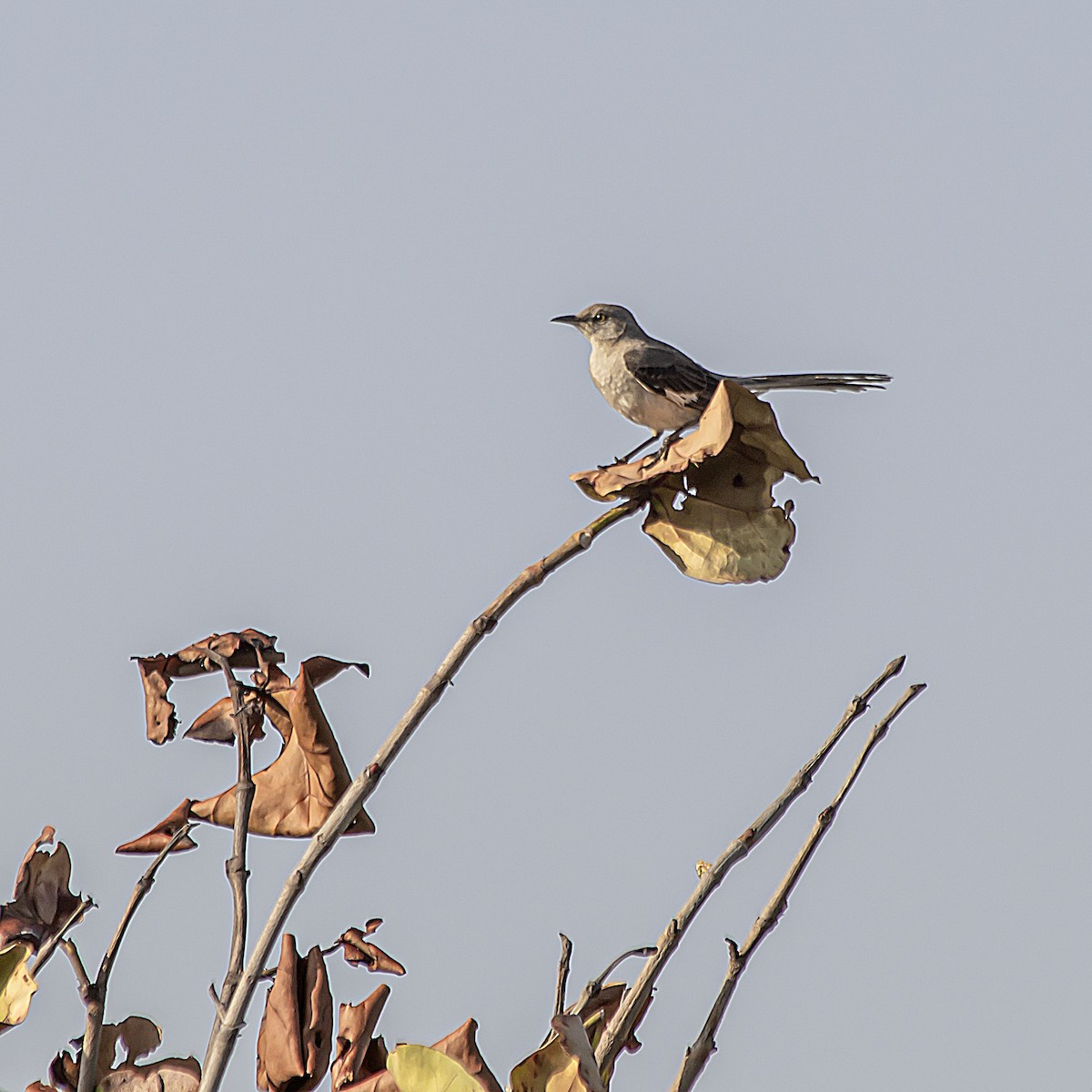 Northern Mockingbird - Michel M.Izquierdo