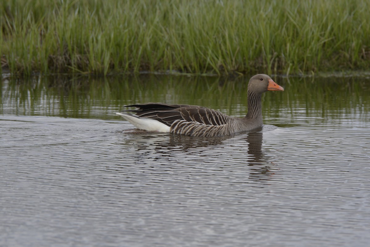 Graylag Goose - Pep Cantó