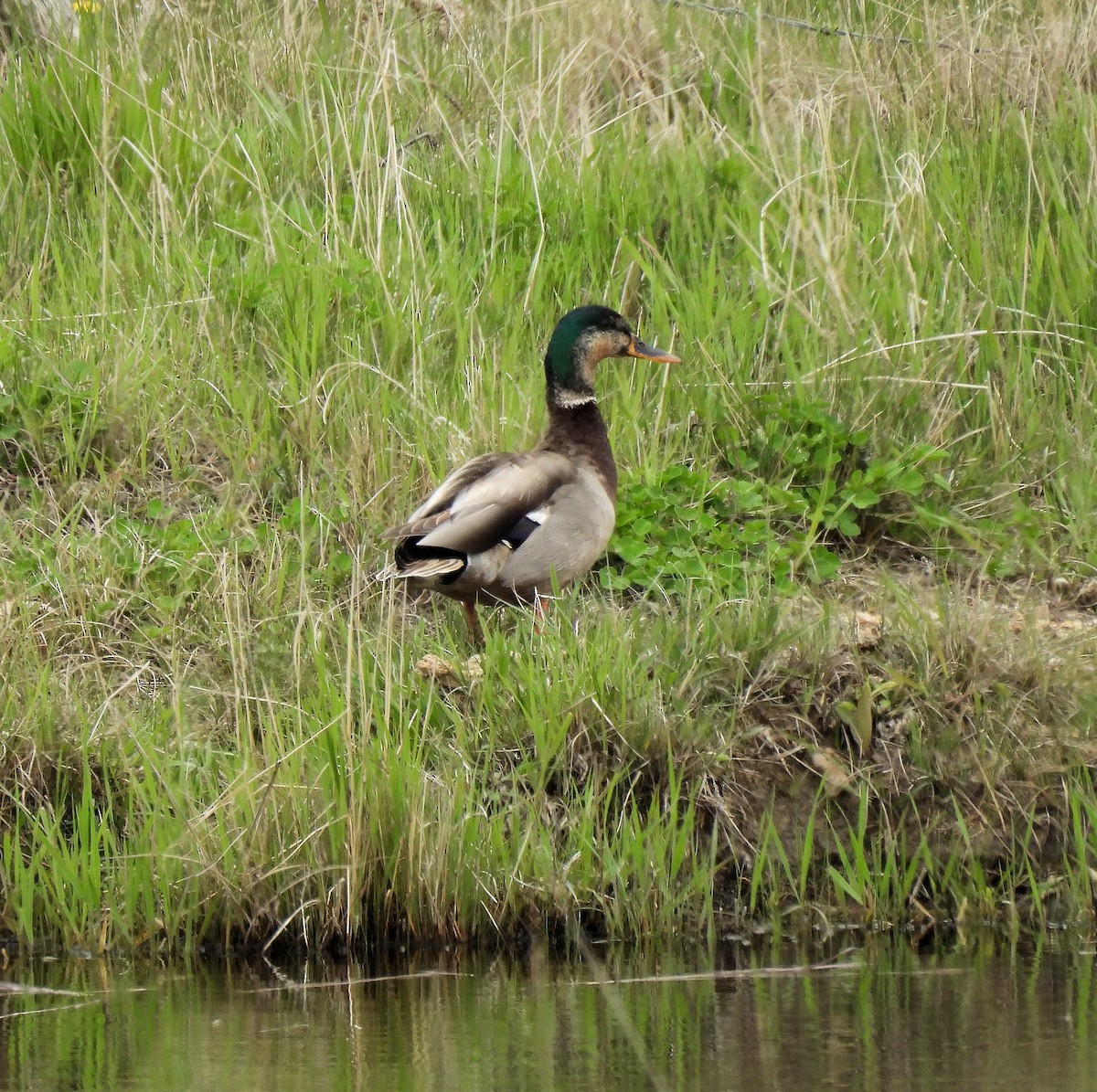 Mallard - ML619360676