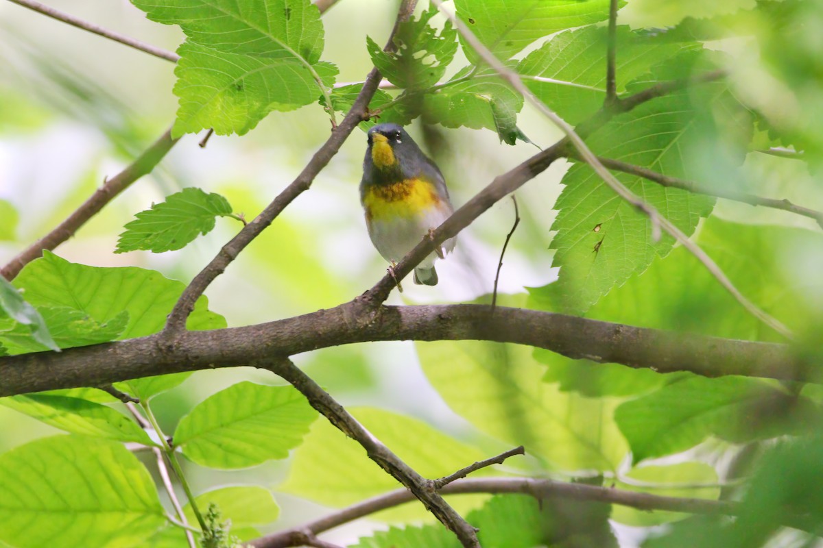 アサギアメリカムシクイ - ML619360680