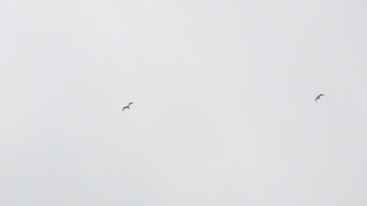 Black-tailed Gull - YUKIKO ISHIKAWA