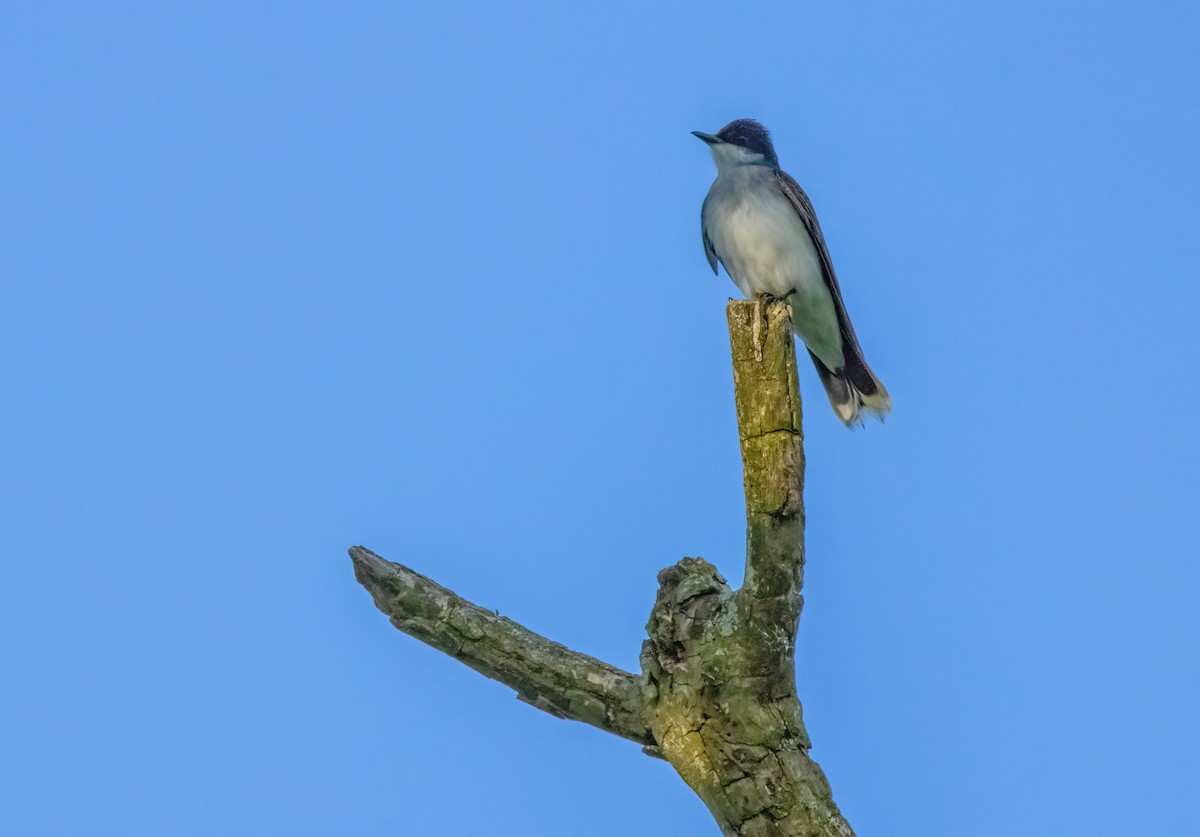 Eastern Kingbird - Tony Gazso