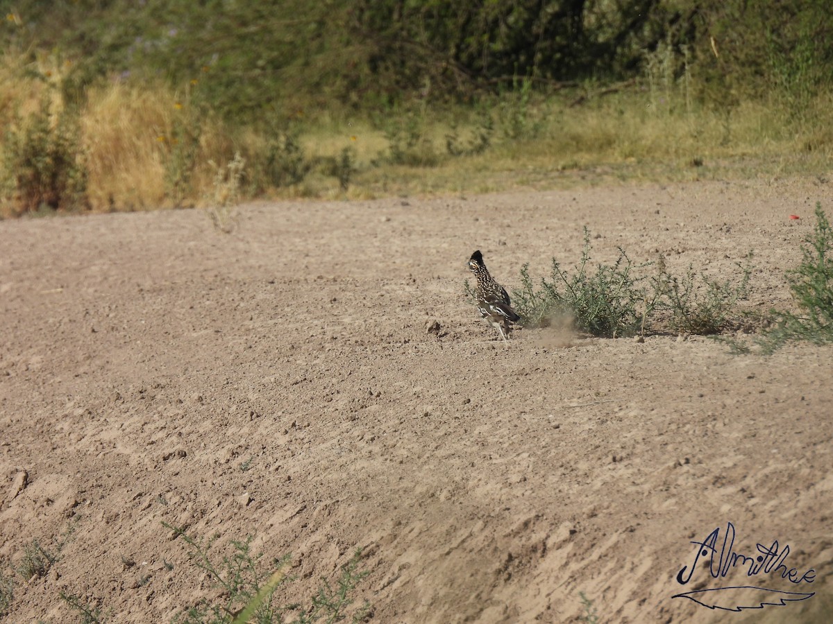 Greater Roadrunner - Alexis Fernando Salazar García