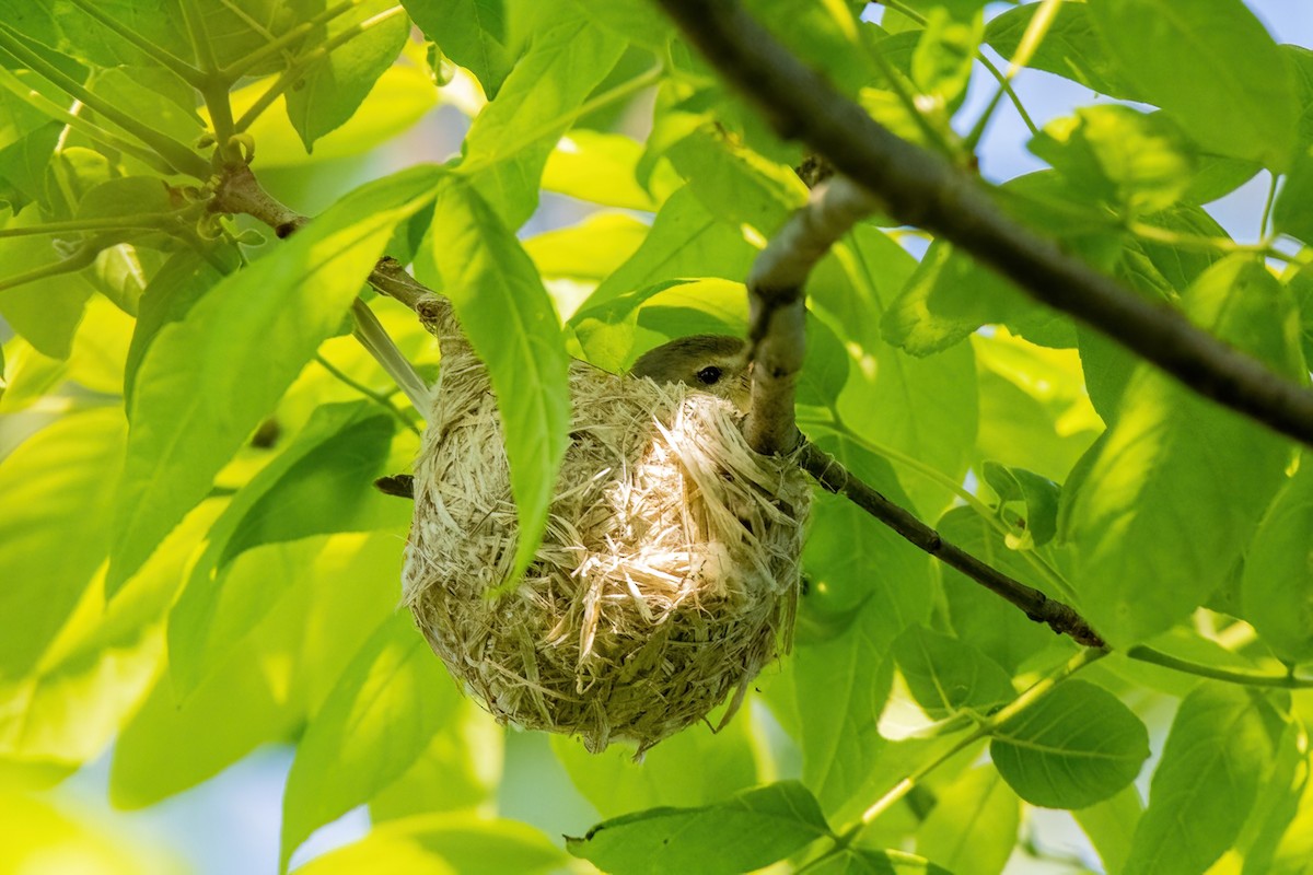 Warbling Vireo (Eastern) - Tony Gazso