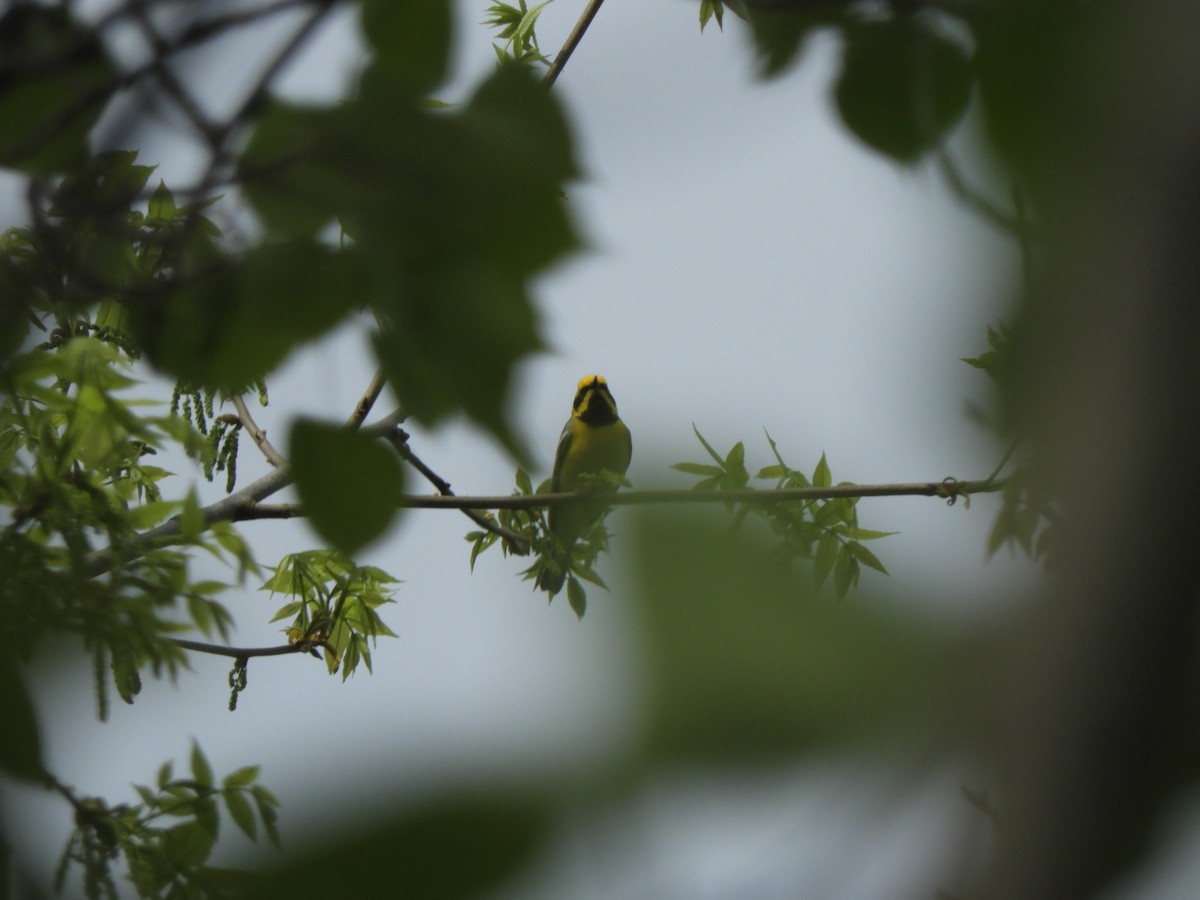 gullvingeparula x blåvingeparula (F2 backcross) - ML619360711