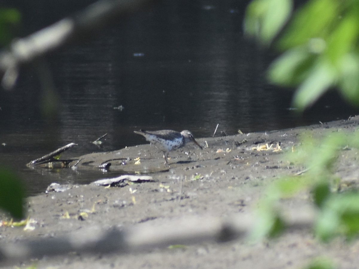 Spotted Sandpiper - Lee Toomey