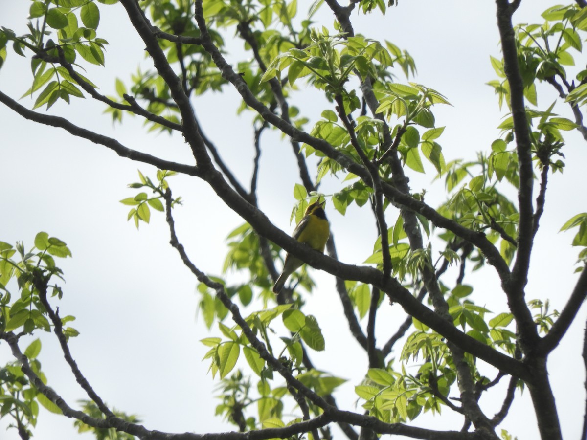 gullvingeparula x blåvingeparula (F2 backcross) - ML619360715