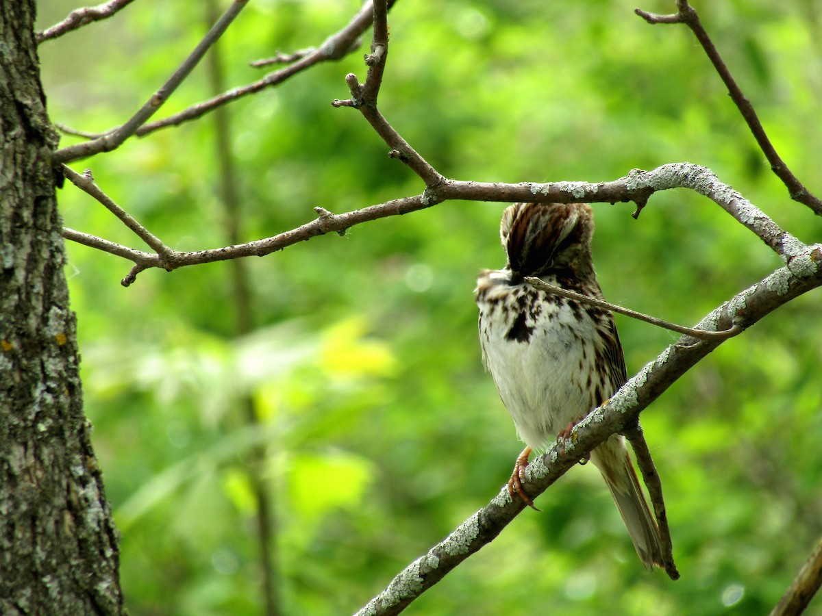 Song Sparrow - Adrienne Burn