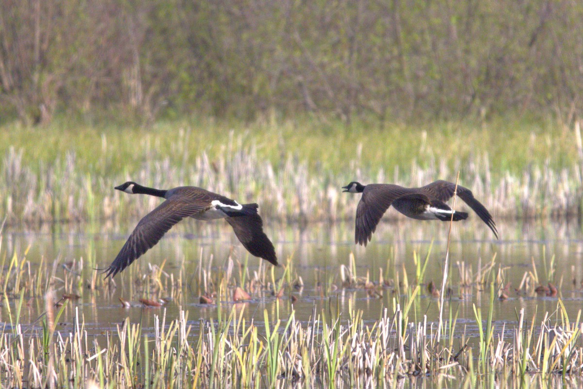 Canada Goose - ML619360728