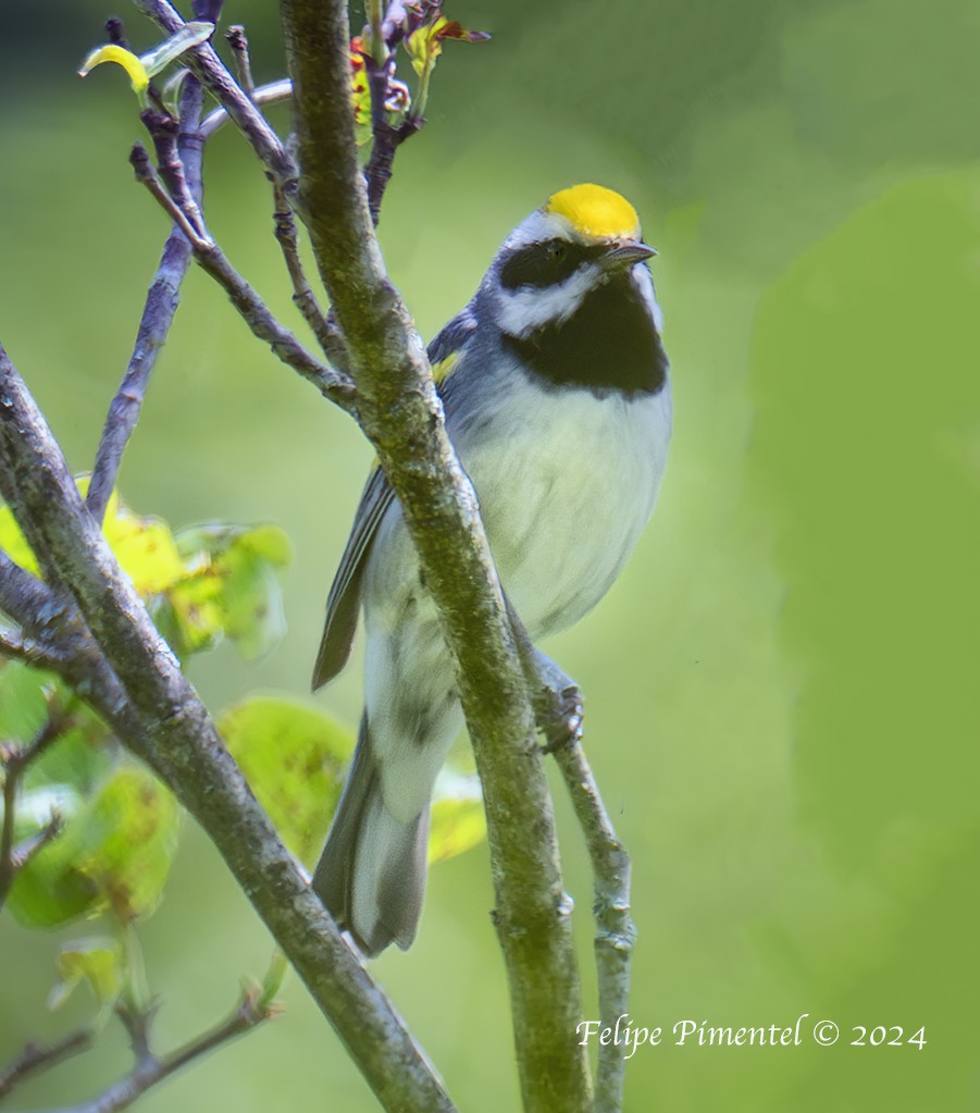 Golden-winged Warbler - Felipe Pimentel