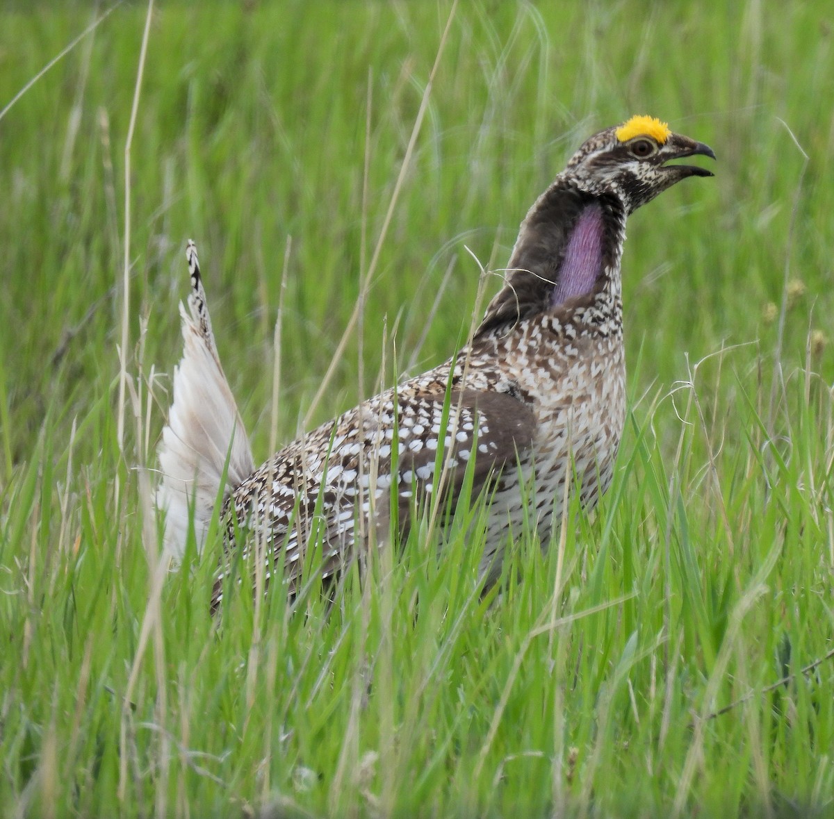 Gallo de las Praderas Rabudo - ML619360735