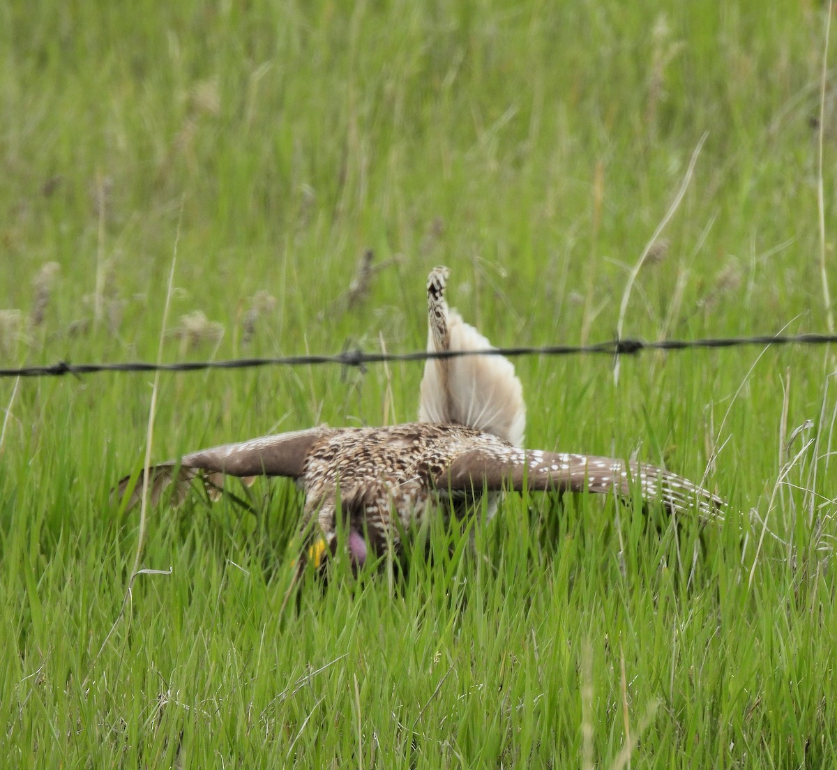 Sharp-tailed Grouse - ML619360736