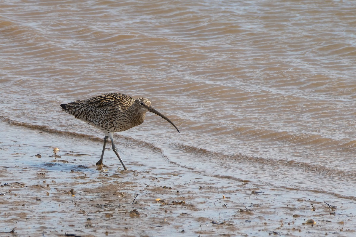 Eurasian Curlew - ML619360744