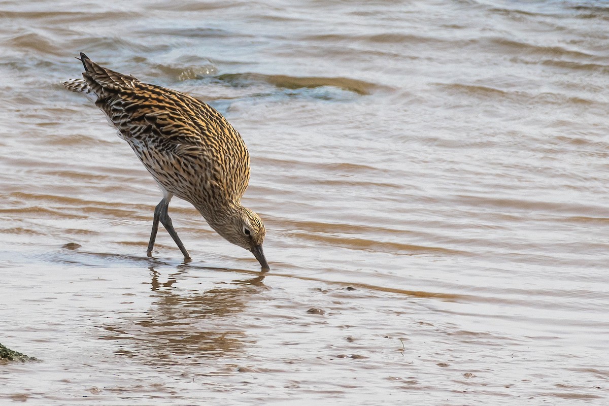 Eurasian Curlew - ML619360745