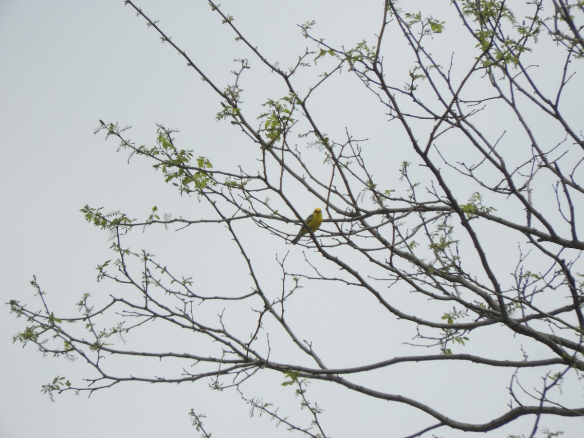 Blue-winged Warbler - John McKay