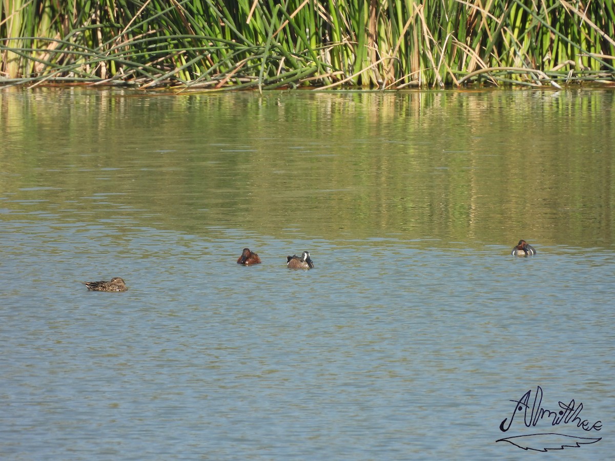 Blue-winged Teal - Alexis Fernando Salazar García