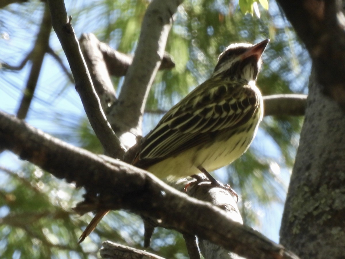 Sulphur-bellied Flycatcher - Bill Lisowsky