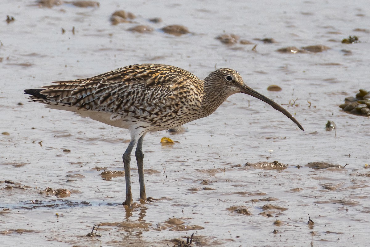 Eurasian Curlew - ML619360778