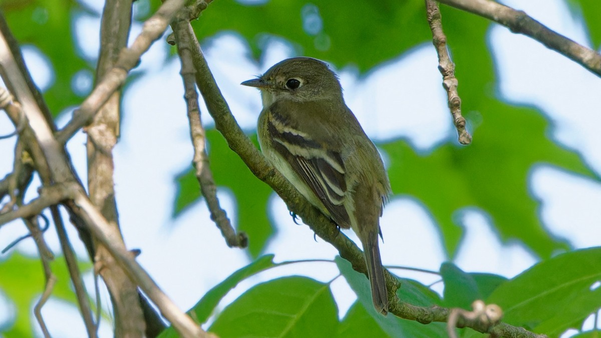 Least Flycatcher - ML619360797