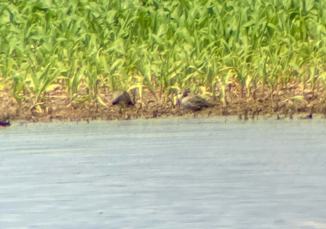 Hudsonian Godwit - Scott Newman