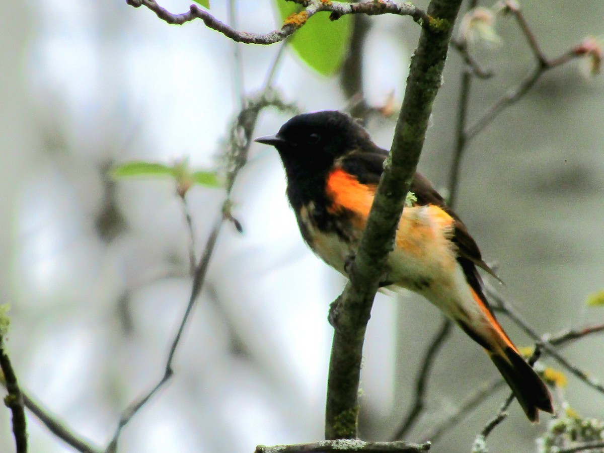 American Redstart - Adrienne Burn