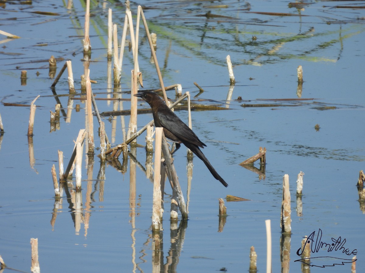 Great-tailed Grackle - ML619360809