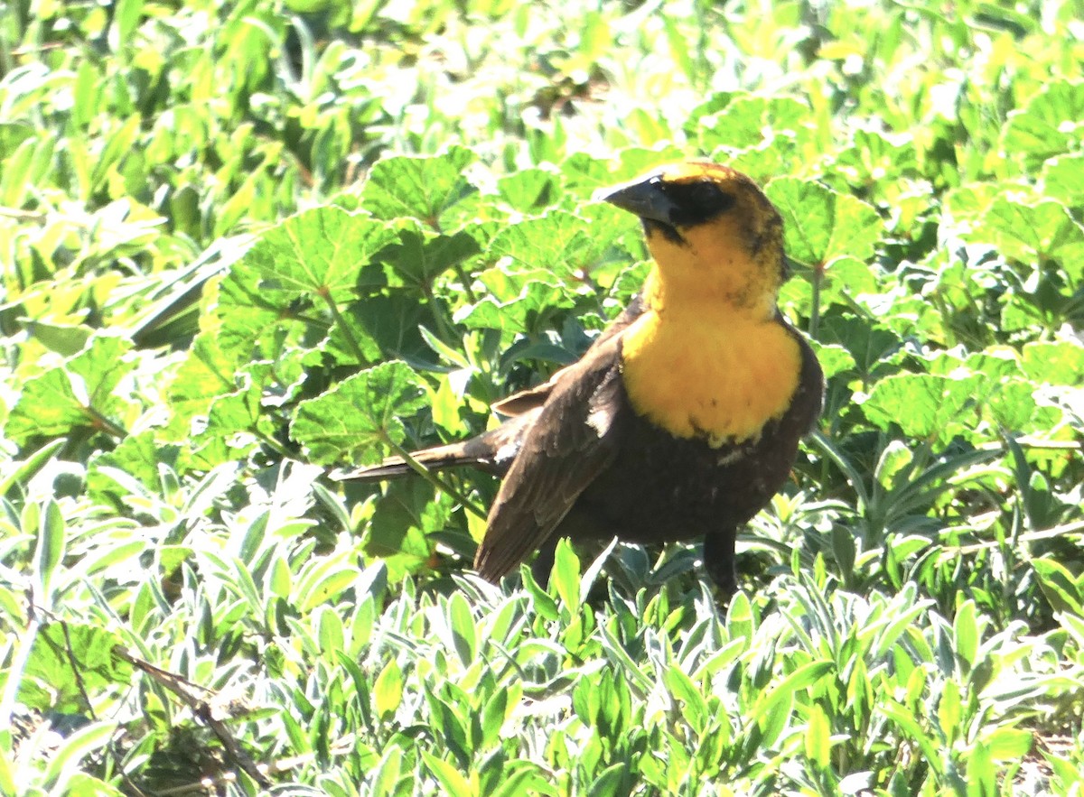 Yellow-headed Blackbird - Lynda Ryan