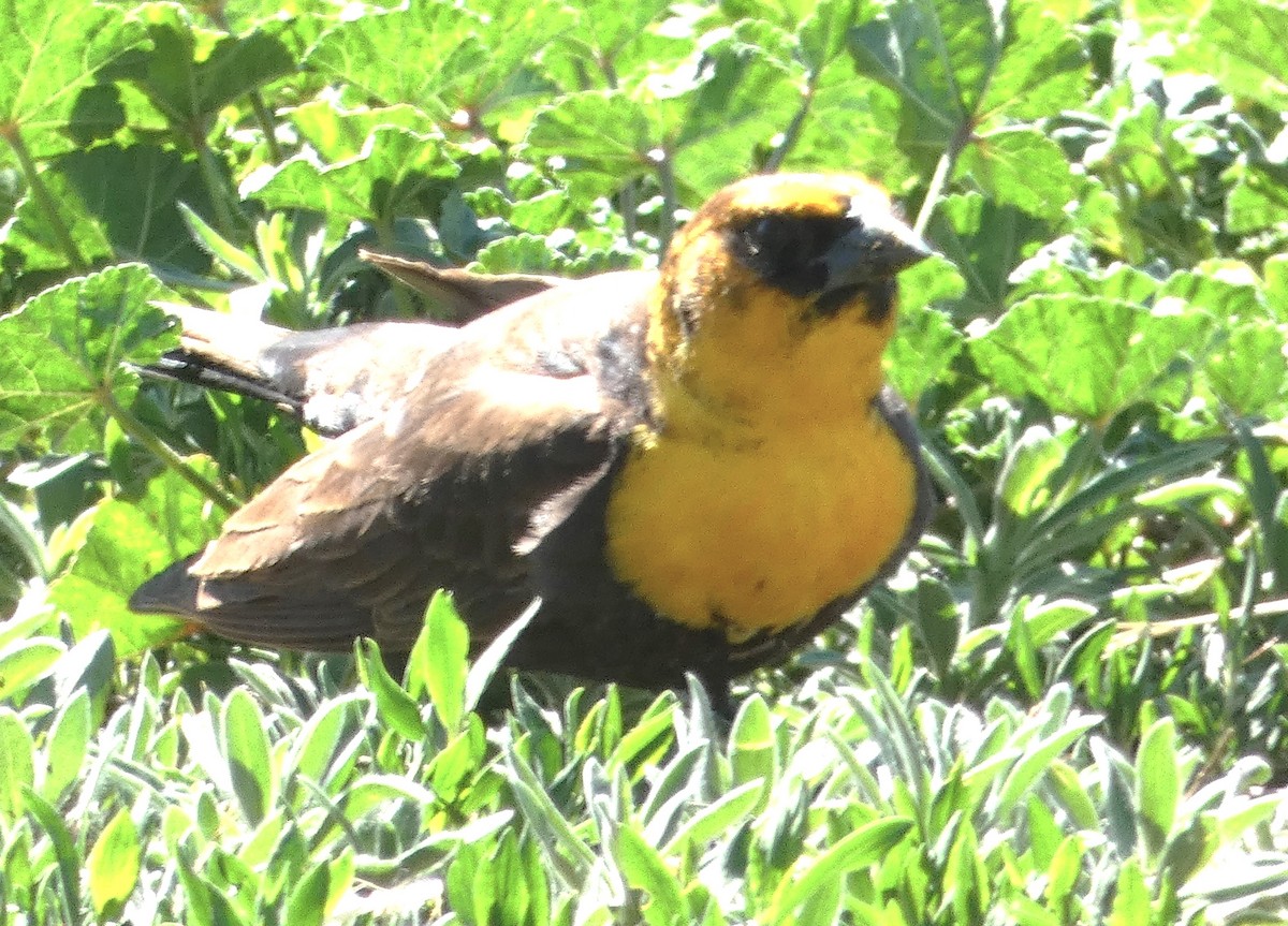 Yellow-headed Blackbird - Lynda Ryan