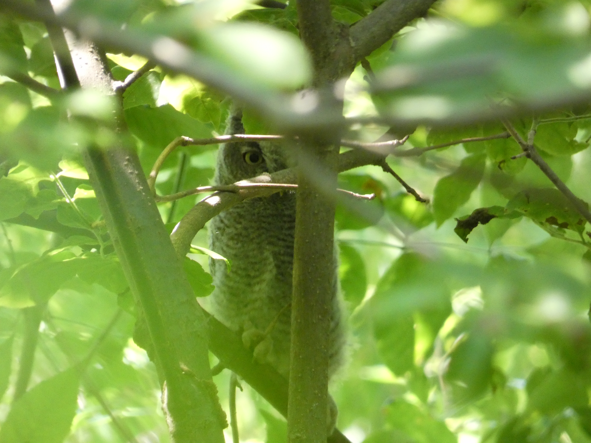 Eastern Screech-Owl - Carolyn Sanders