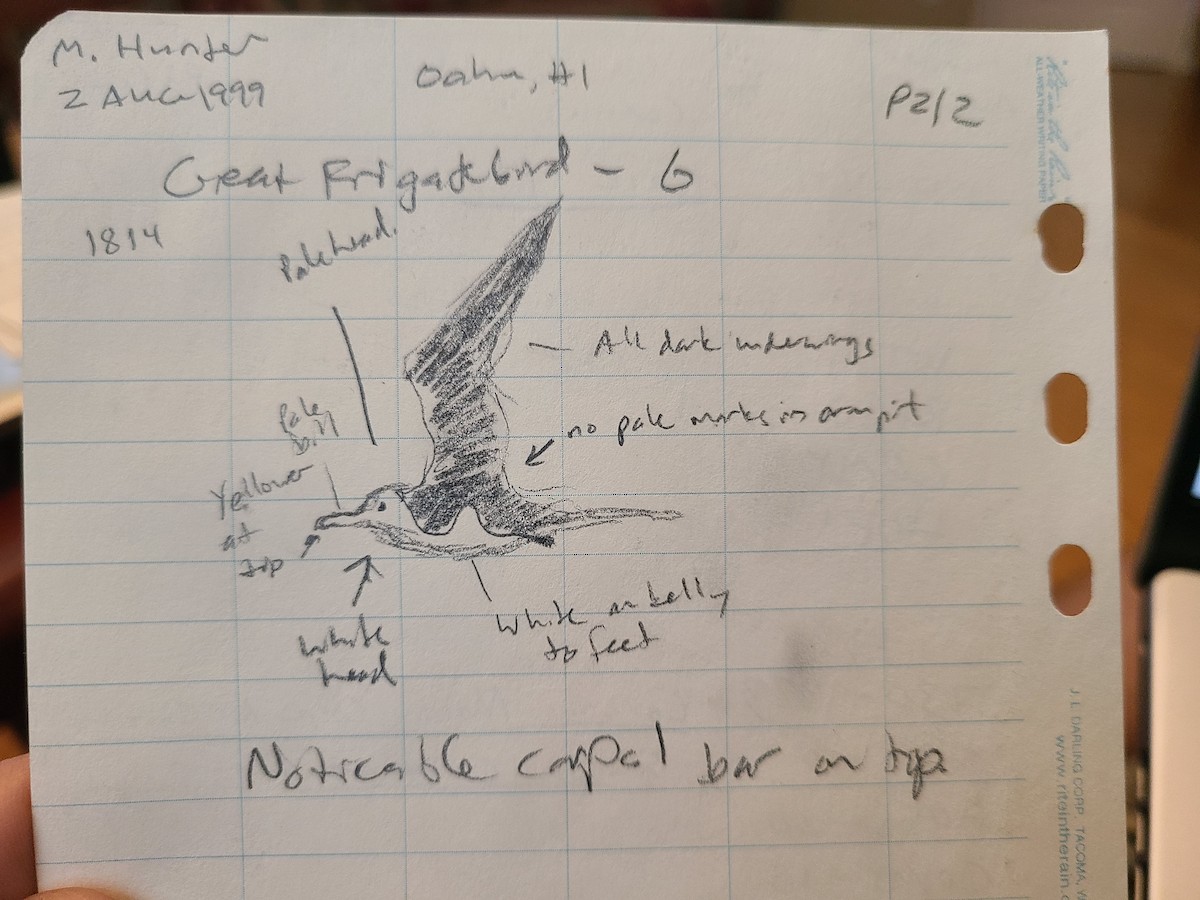 Great Frigatebird - Matthew Hunter