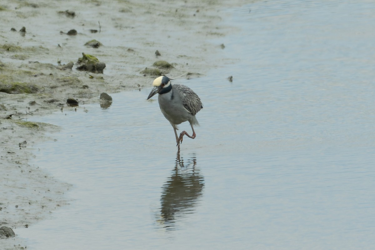 Yellow-crowned Night Heron - ML619360849