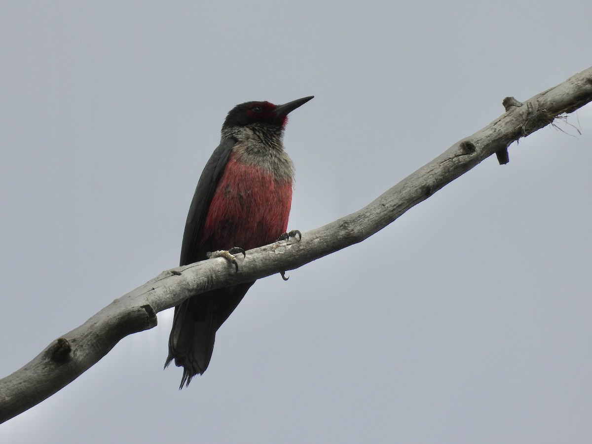 Lewis's Woodpecker - Tim Forrester