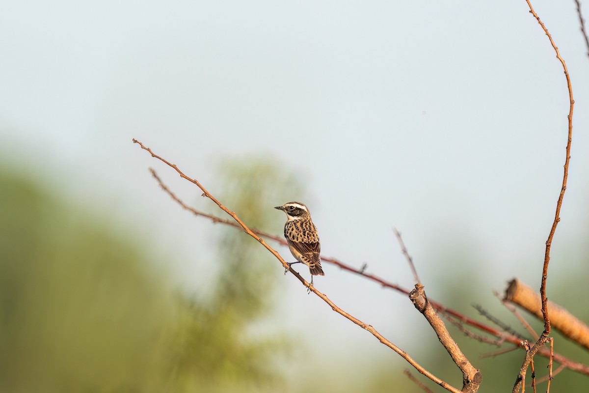 Whinchat - ML619360861