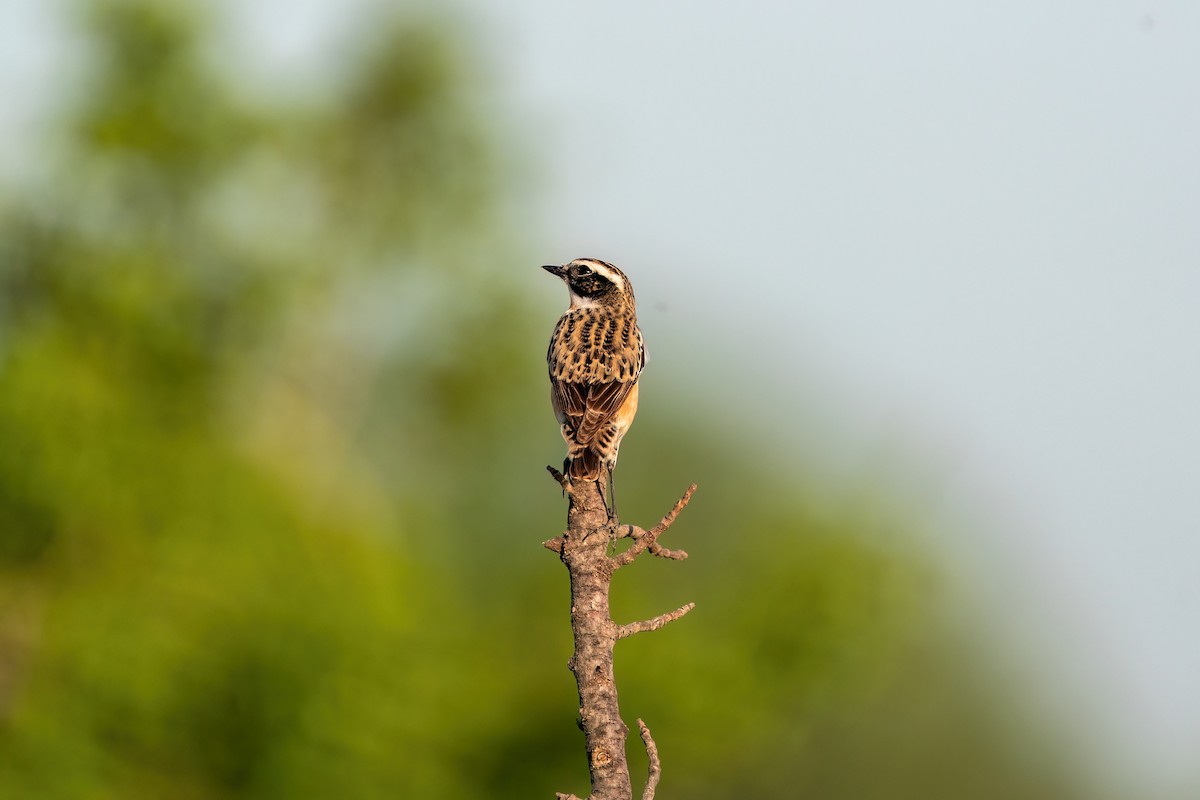 Whinchat - ML619360862