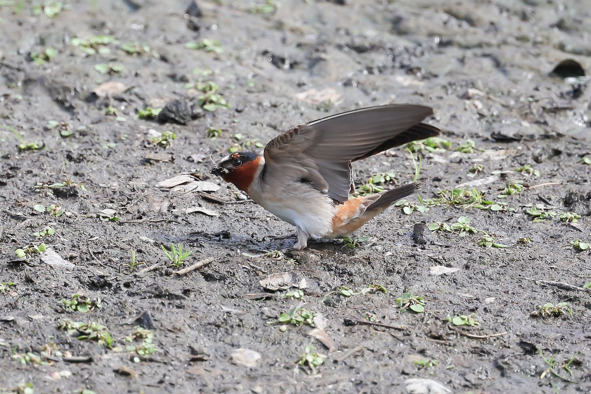 Cliff Swallow - Jeerapa Sookgaew