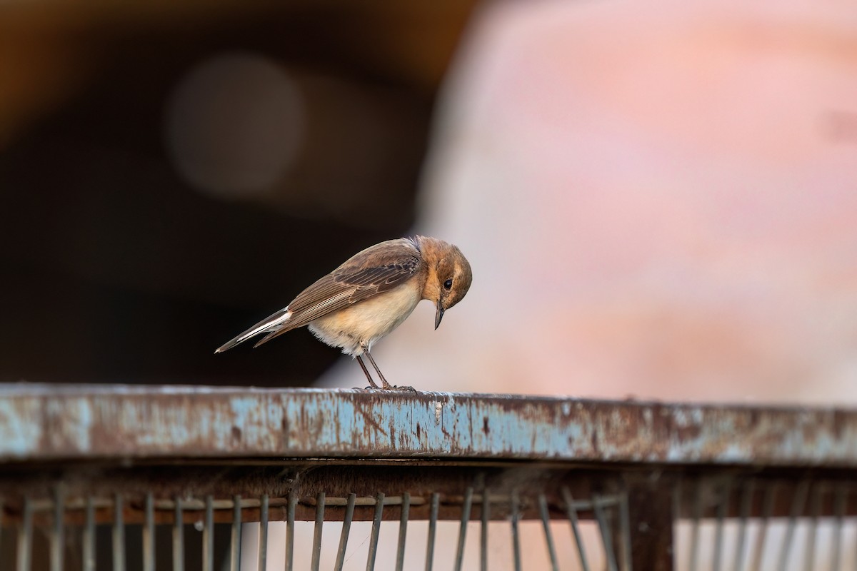 Eastern Black-eared Wheatear - Ali COBANOGLU