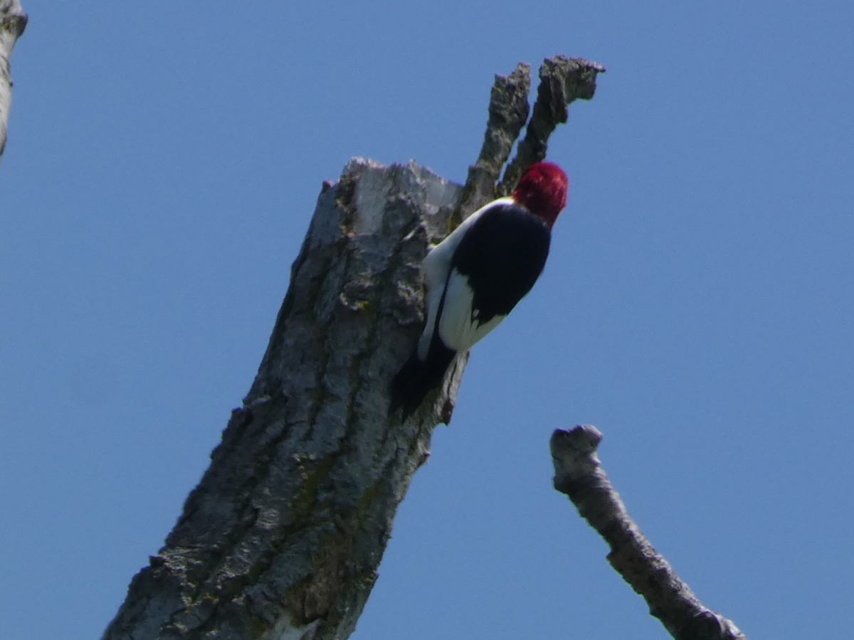 Red-headed Woodpecker - Carolyn Sanders