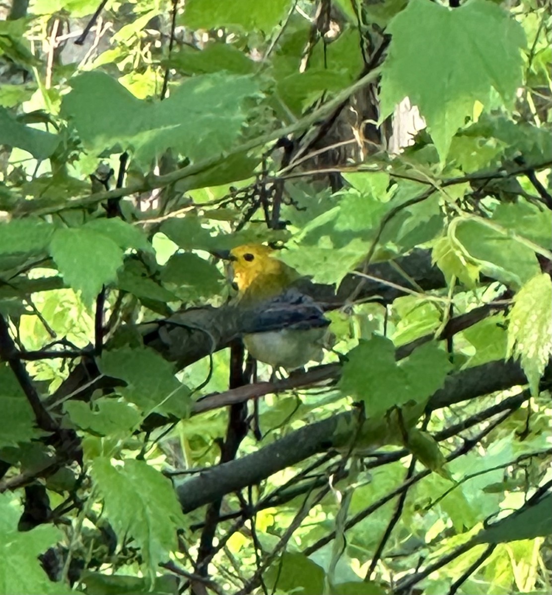 Prothonotary Warbler - ML619360875