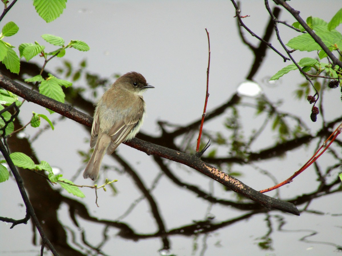 Eastern Phoebe - Adrienne Burn