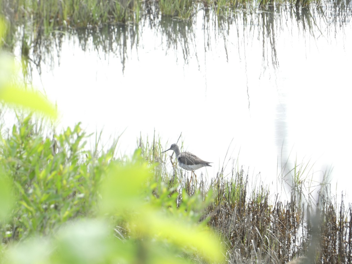 Greater Yellowlegs - ML619360906