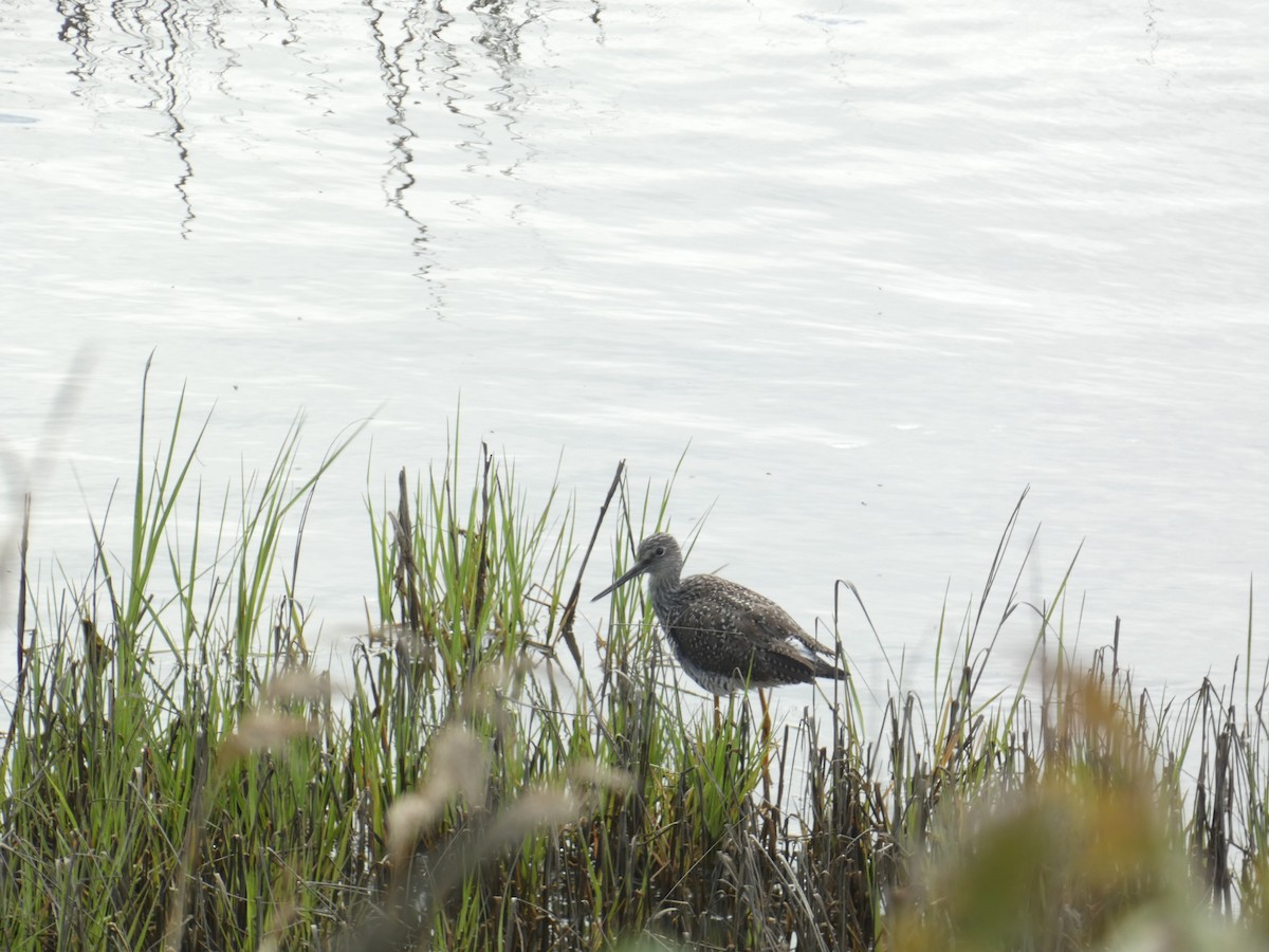 Greater Yellowlegs - ML619360908