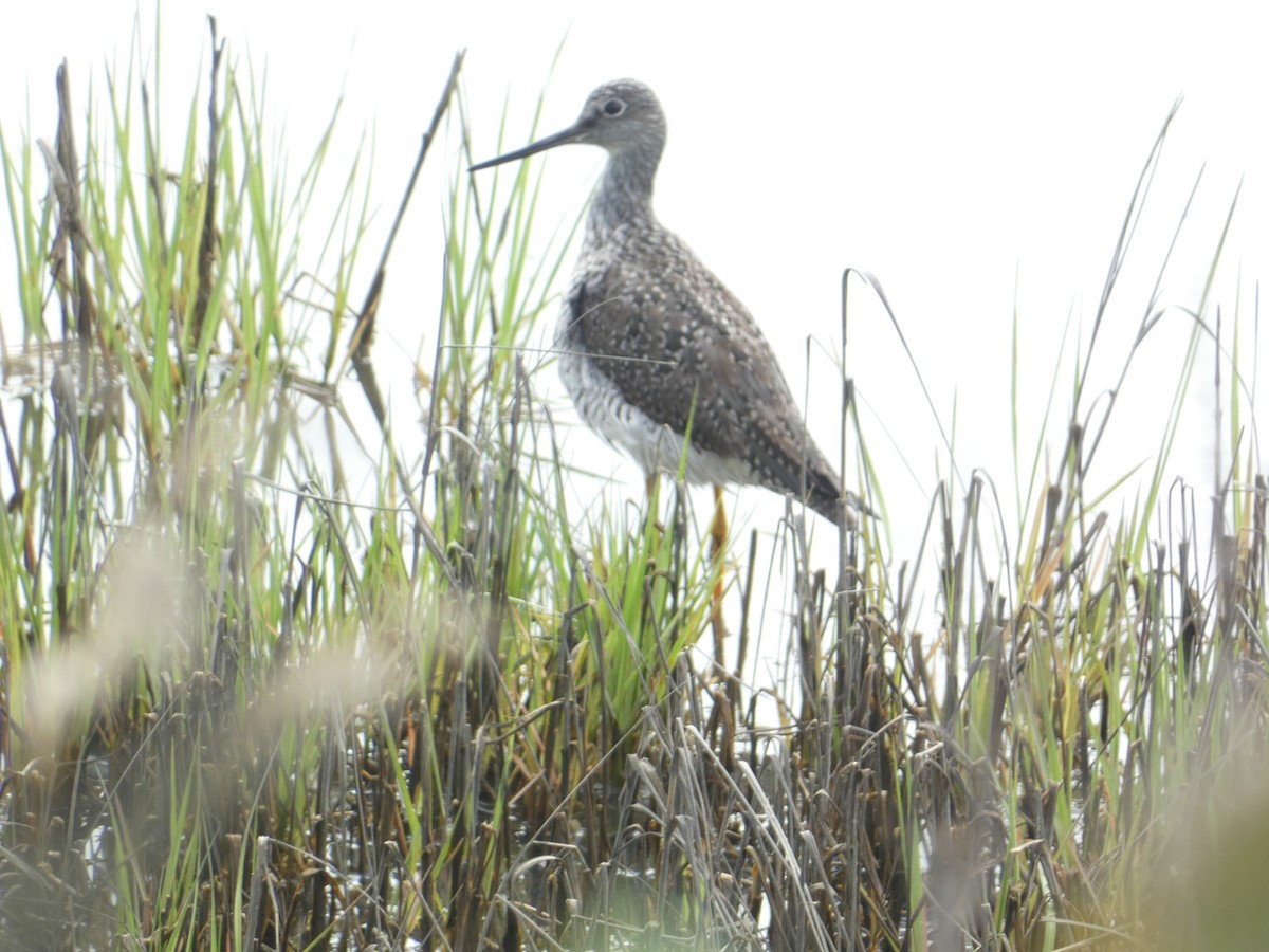 Greater Yellowlegs - ML619360909