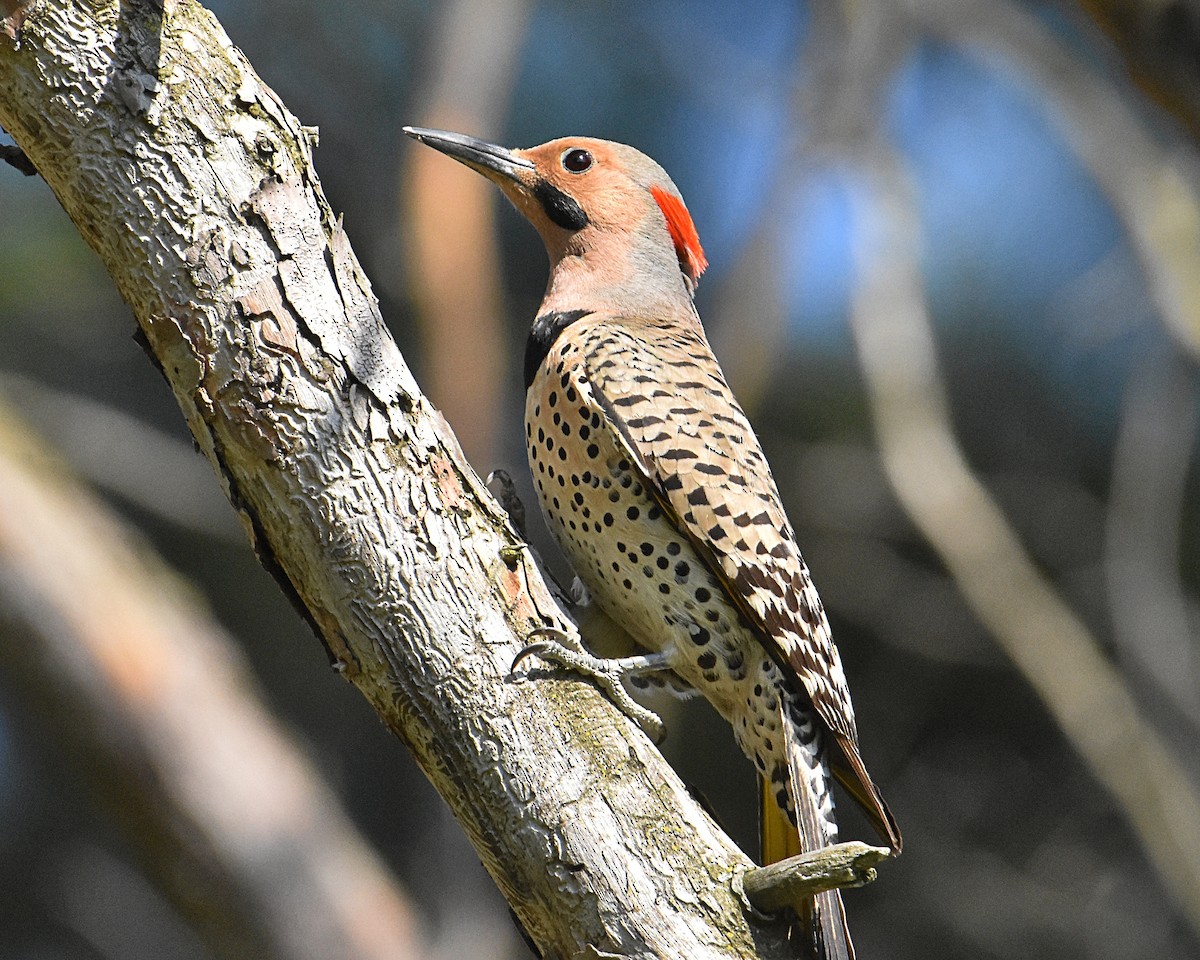 Northern Flicker (Yellow-shafted) - Brian Hicks