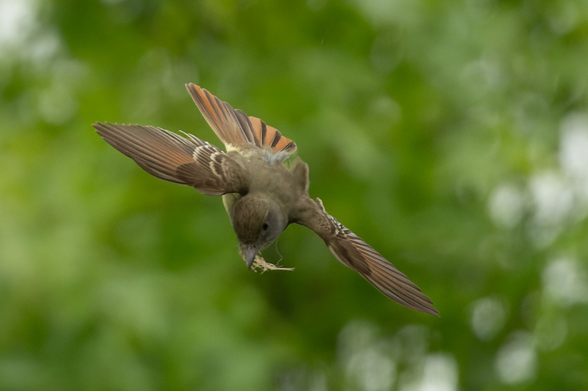 Great Crested Flycatcher - ML619360936